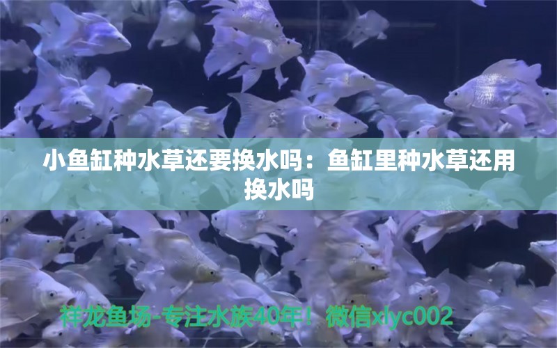 小鱼缸种水草还要换水吗：鱼缸里种水草还用换水吗