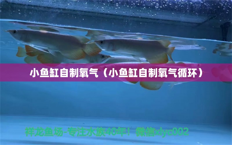 小鱼缸自制氧气（小鱼缸自制氧气循环） 祥龙水族护理水