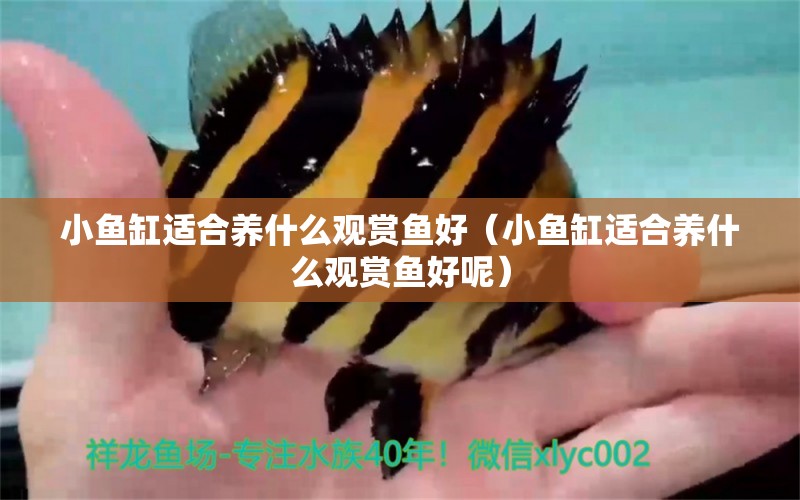 小鱼缸适合养什么观赏鱼好（小鱼缸适合养什么观赏鱼好呢） 祥龙水族医院