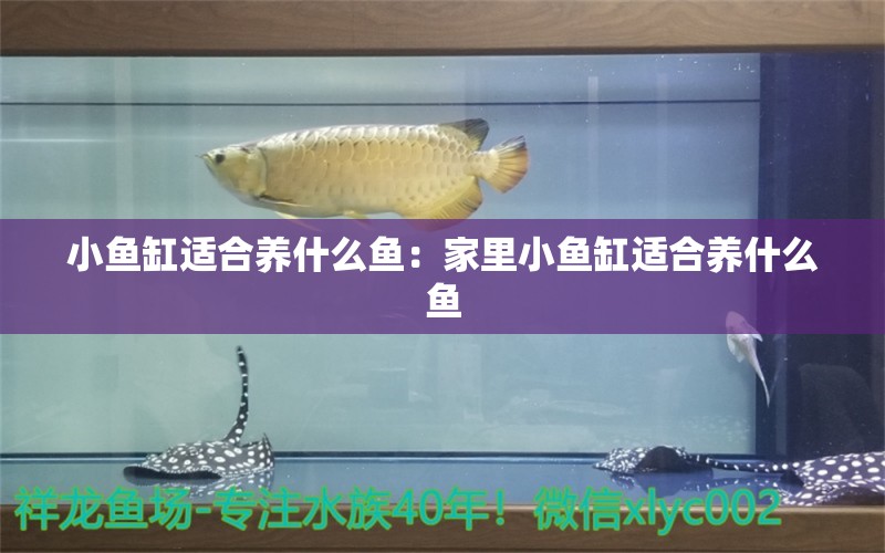 小鱼缸适合养什么鱼：家里小鱼缸适合养什么鱼 观赏鱼市场