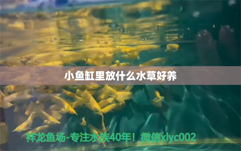 小鱼缸里放什么水草好养