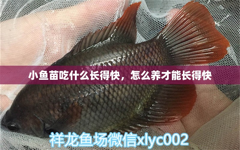 小鱼苗吃什么长得快，怎么养才能长得快 水族品牌