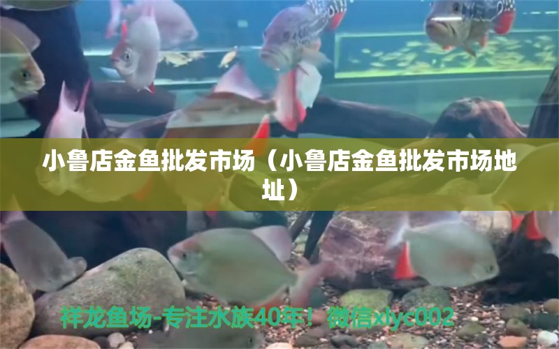 小鲁店金鱼批发市场（小鲁店金鱼批发市场地址） 广州水族批发市场