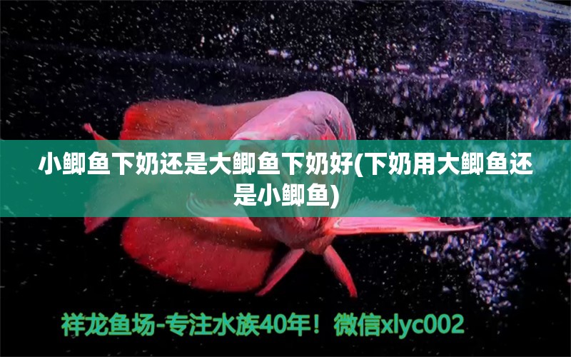 小鲫鱼下奶还是大鲫鱼下奶好(下奶用大鲫鱼还是小鲫鱼) 祥龙传奇品牌鱼缸