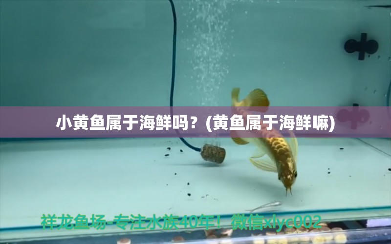 小黄鱼属于海鲜吗？(黄鱼属于海鲜嘛) 杰西卡恐龙鱼