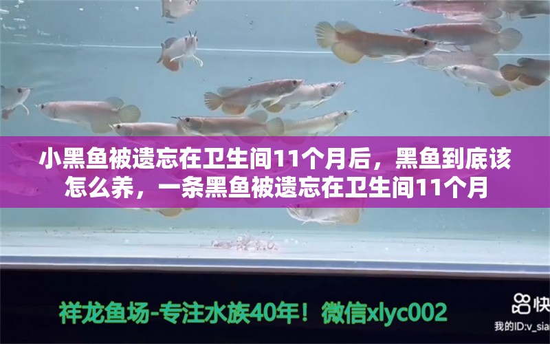 小黑鱼被遗忘在卫生间11个月后，黑鱼到底该怎么养，一条黑鱼被遗忘在卫生间11个月 虎鱼百科 第1张