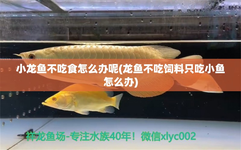 小龙鱼不吃食怎么办呢(龙鱼不吃饲料只吃小鱼怎么办)