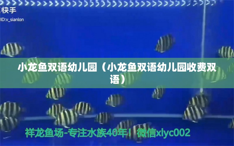 小龙鱼双语幼儿园（小龙鱼双语幼儿园收费双语） 祥龙水族医院