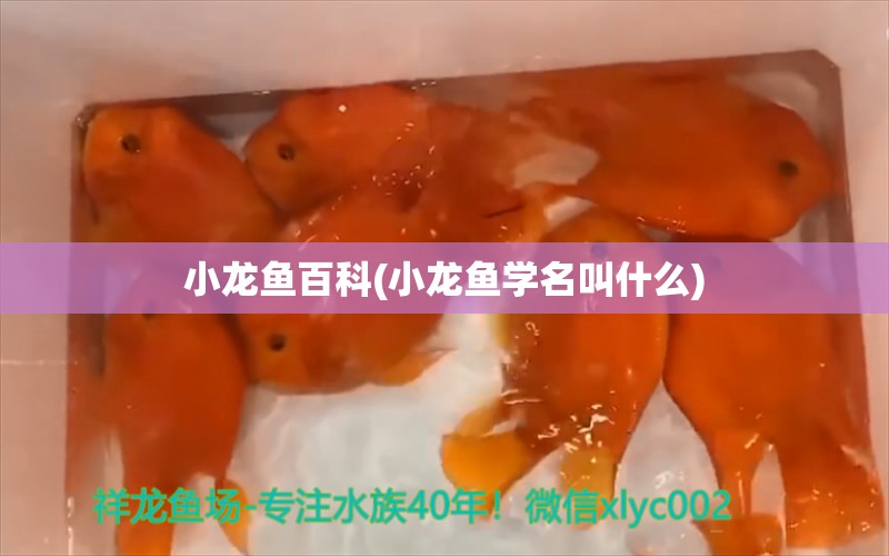 小龙鱼百科(小龙鱼学名叫什么) 球鲨鱼