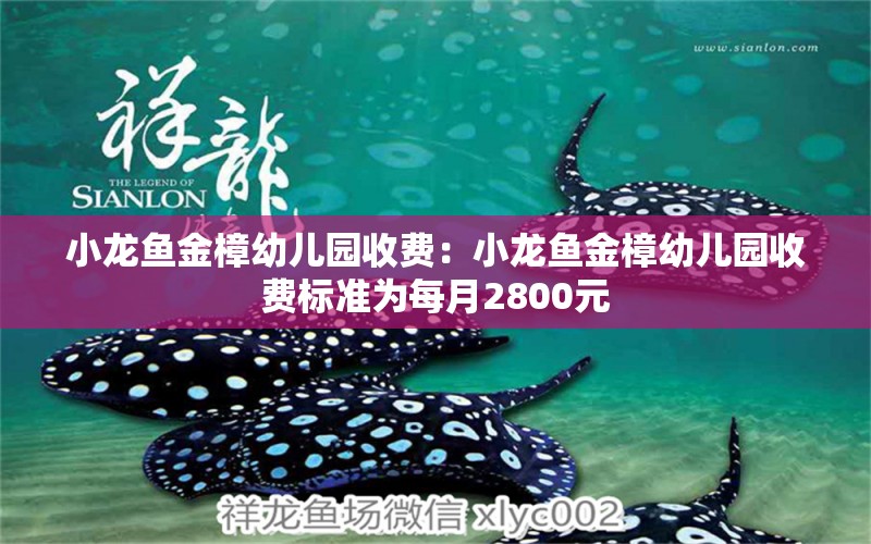 小龙鱼金樟幼儿园收费：小龙鱼金樟幼儿园收费标准为每月2800元 龙鱼百科 第1张