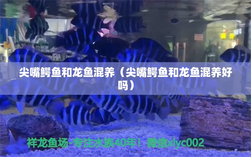 尖嘴鳄鱼和龙鱼混养（尖嘴鳄鱼和龙鱼混养好吗）