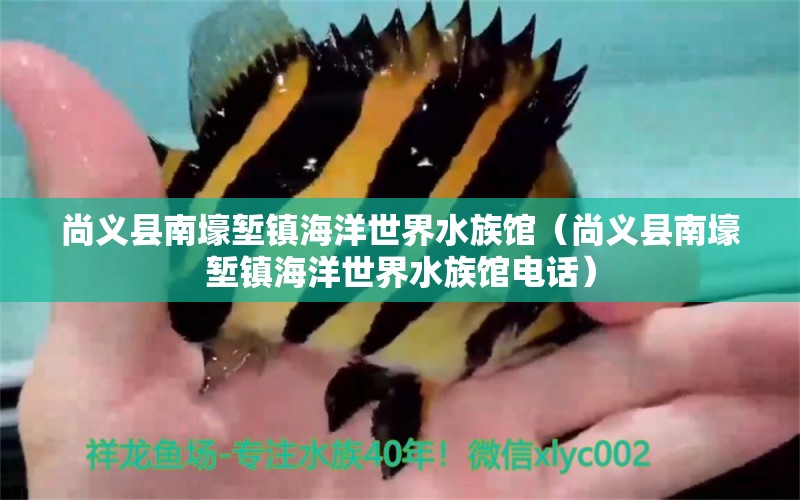 尚义县南壕堑镇海洋世界水族馆（尚义县南壕堑镇海洋世界水族馆电话） 全国水族馆企业名录