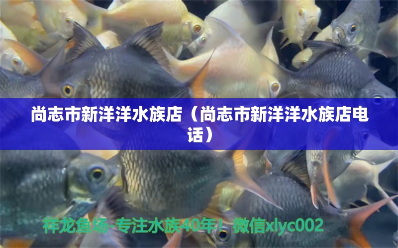 尚志市新洋洋水族店（尚志市新洋洋水族店电话）