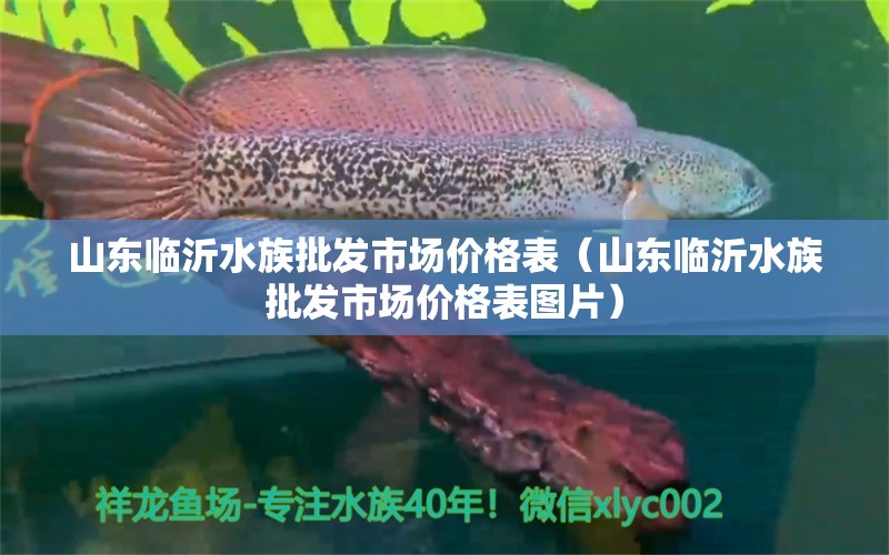 山东临沂水族批发市场价格表（山东临沂水族批发市场价格表图片） 白子银龙鱼苗