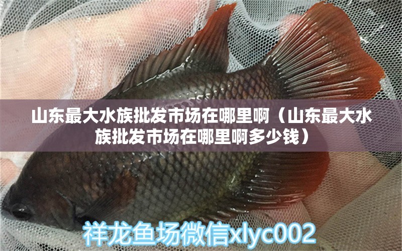 山东最大水族批发市场在哪里啊（山东最大水族批发市场在哪里啊多少钱） 观赏鱼水族批发市场