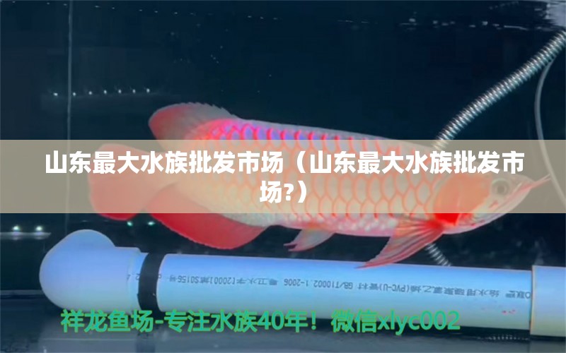 山东最大水族批发市场（山东最大水族批发市场?） 观赏鱼水族批发市场