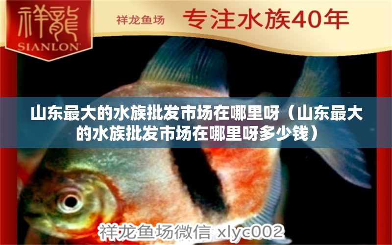 山东最大的水族批发市场在哪里呀（山东最大的水族批发市场在哪里呀多少钱） 观赏鱼水族批发市场