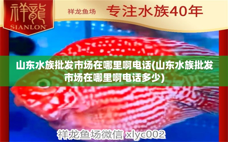 山东水族批发市场在哪里啊电话(山东水族批发市场在哪里啊电话多少) 观赏鱼水族批发市场