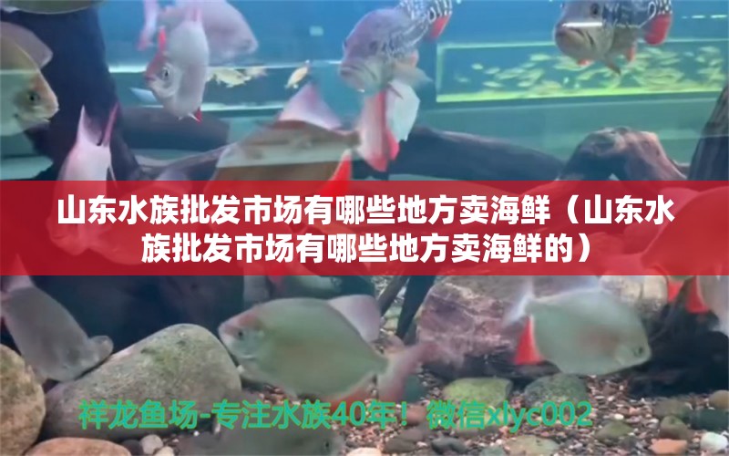 山东水族批发市场有哪些地方卖海鲜（山东水族批发市场有哪些地方卖海鲜的）