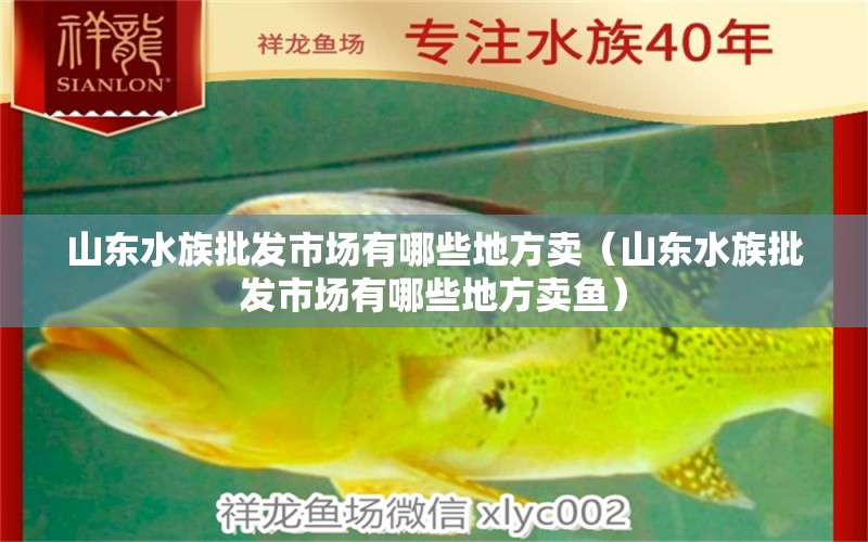 山东水族批发市场有哪些地方卖（山东水族批发市场有哪些地方卖鱼）