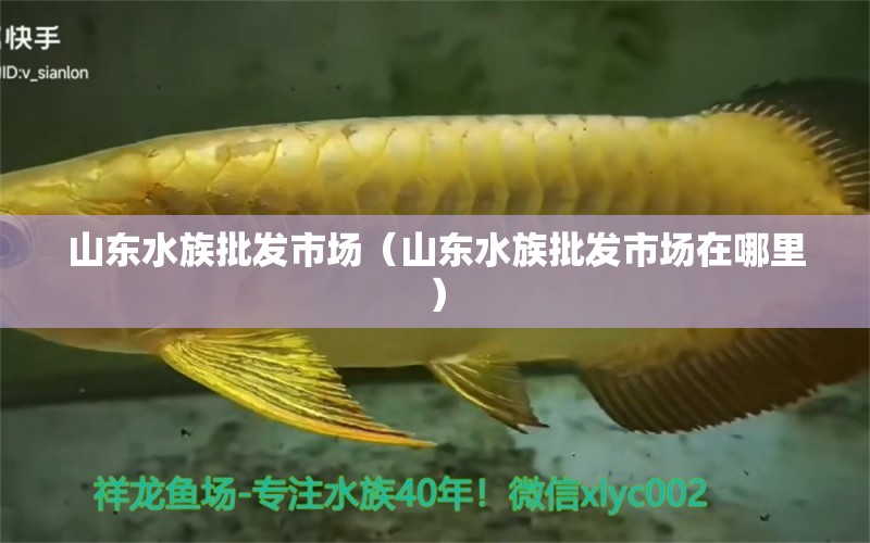 山东水族批发市场（山东水族批发市场在哪里） 观赏鱼水族批发市场