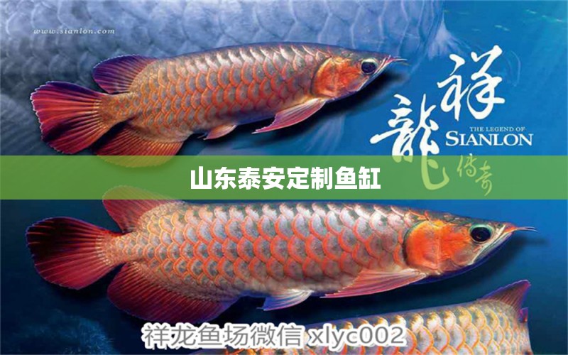 山东泰安定制鱼缸 其他品牌鱼缸