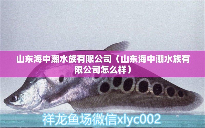 山东海中潮水族有限公司（山东海中潮水族有限公司怎么样） 全国水族馆企业名录