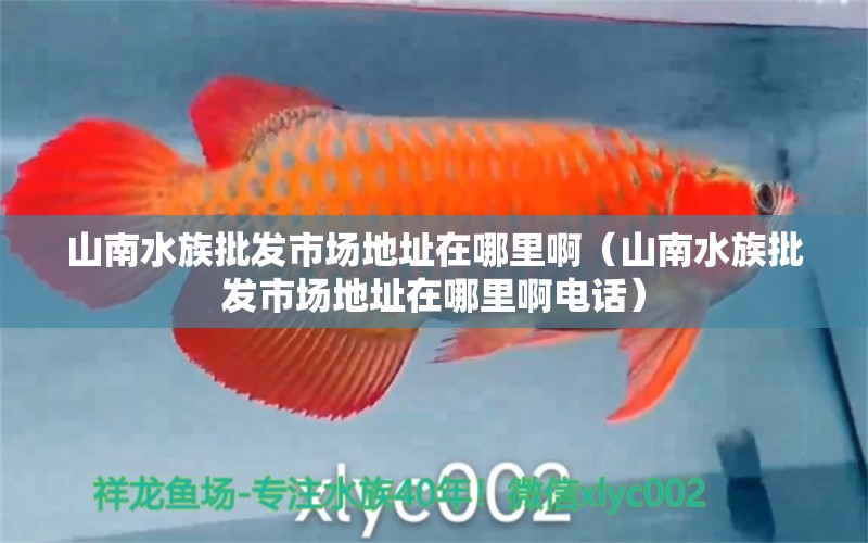 山南水族批发市场地址在哪里啊（山南水族批发市场地址在哪里啊电话） 观赏鱼水族批发市场