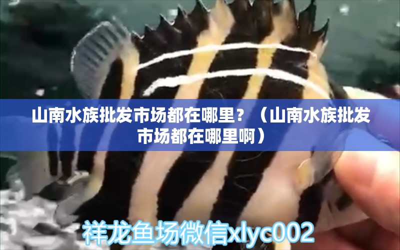 山南水族批发市场都在哪里？（山南水族批发市场都在哪里啊）