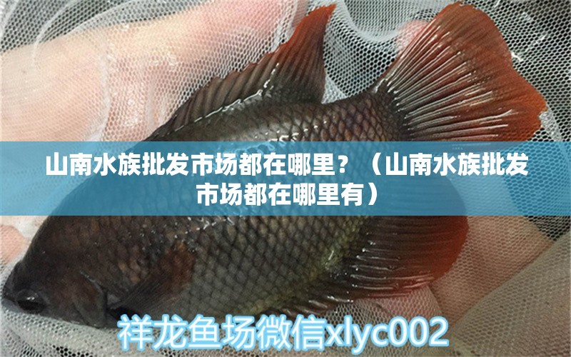 山南水族批发市场都在哪里？（山南水族批发市场都在哪里有） 观赏鱼疾病