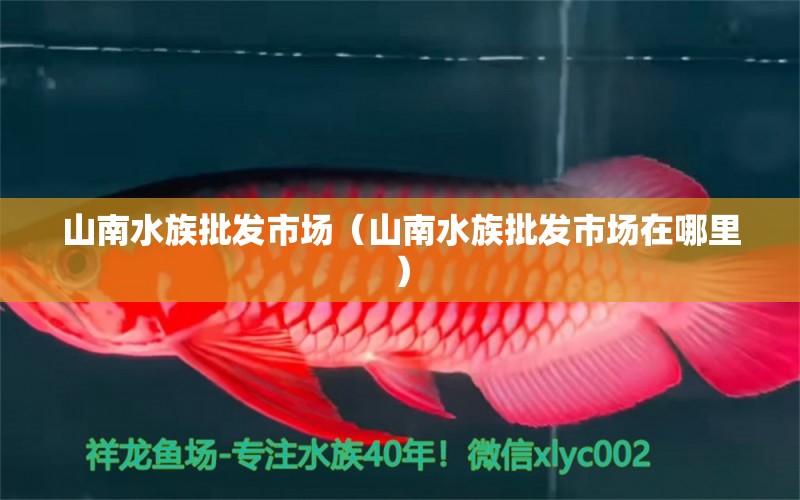 山南水族批发市场（山南水族批发市场在哪里）