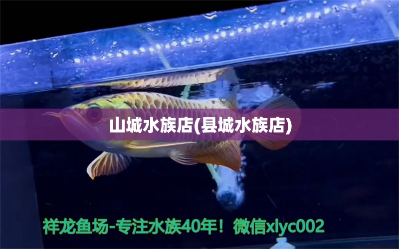 山城水族店(县城水族店) 大正锦鲤鱼 第1张