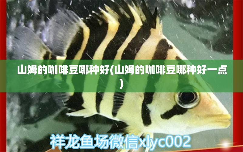 山姆的咖啡豆哪种好(山姆的咖啡豆哪种好一点) 马来西亚咖啡 第1张