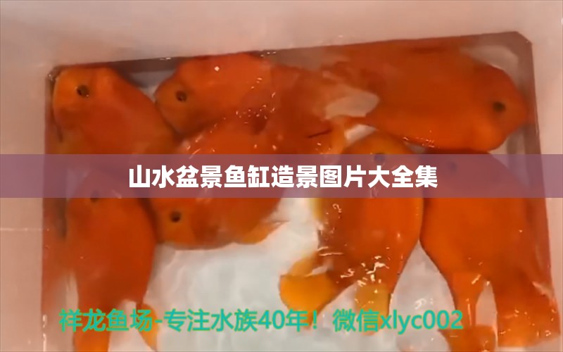 山水盆景鱼缸造景图片大全集