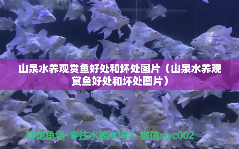 山泉水养观赏鱼好处和坏处图片（山泉水养观赏鱼好处和坏处图片）