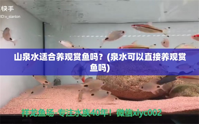 山泉水适合养观赏鱼吗？(泉水可以直接养观赏鱼吗) 银龙鱼