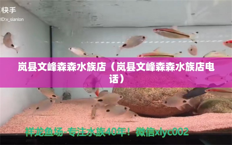 岚县文峰森森水族店（岚县文峰森森水族店电话）