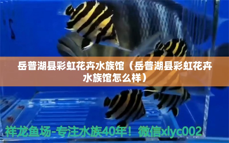 岳普湖县彩虹花卉水族馆（岳普湖县彩虹花卉水族馆怎么样） 全国水族馆企业名录