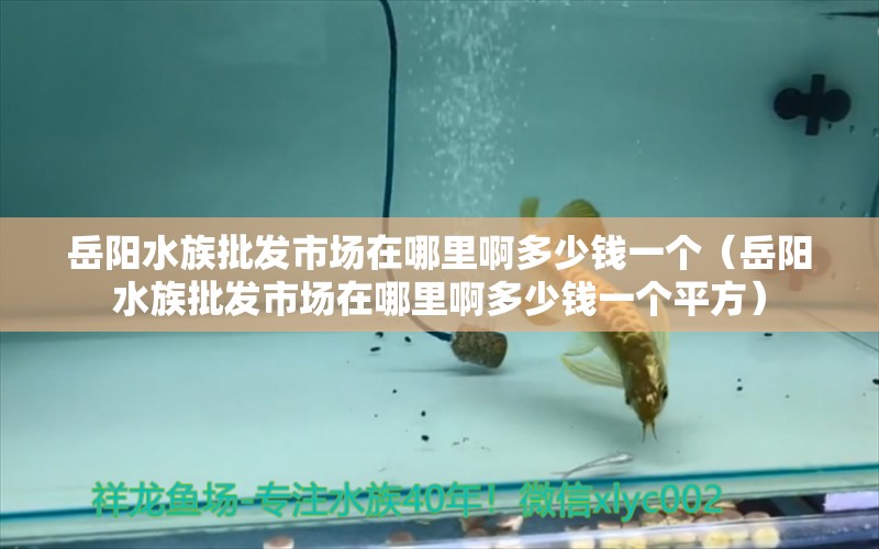 岳阳水族批发市场在哪里啊多少钱一个（岳阳水族批发市场在哪里啊多少钱一个平方）