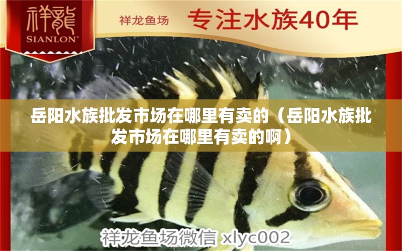 岳阳水族批发市场在哪里有卖的（岳阳水族批发市场在哪里有卖的啊） 观赏鱼水族批发市场