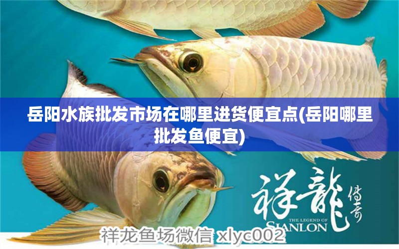 岳阳水族批发市场在哪里进货便宜点(岳阳哪里批发鱼便宜)