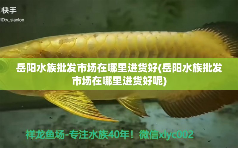 岳阳水族批发市场在哪里进货好(岳阳水族批发市场在哪里进货好呢) 观赏鱼水族批发市场