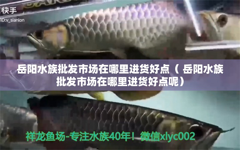 岳阳水族批发市场在哪里进货好点（ 岳阳水族批发市场在哪里进货好点呢）