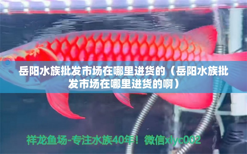 岳阳水族批发市场在哪里进货的（岳阳水族批发市场在哪里进货的啊）