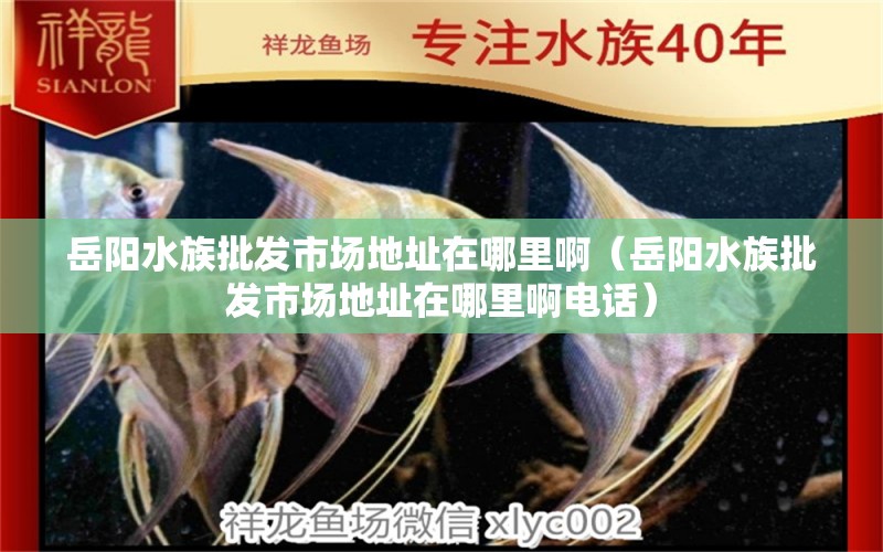 岳阳水族批发市场地址在哪里啊（岳阳水族批发市场地址在哪里啊电话） 观赏鱼水族批发市场