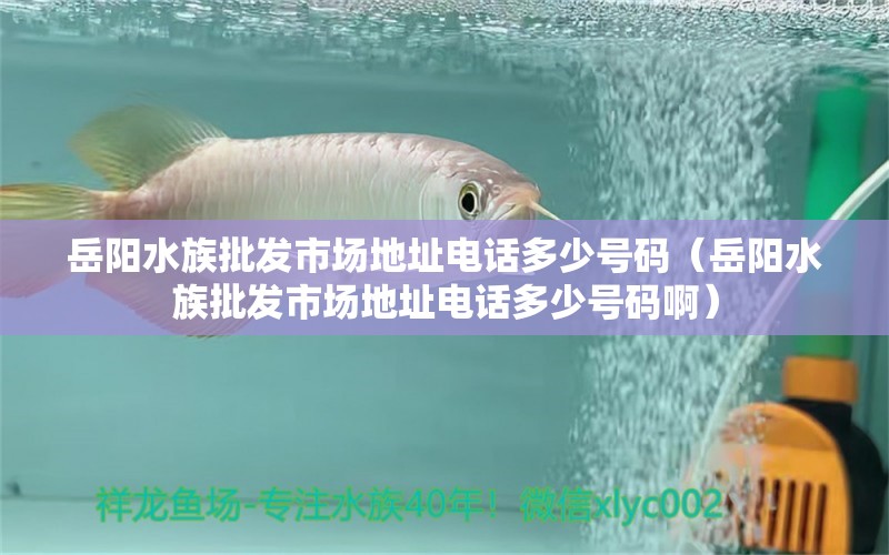 岳阳水族批发市场地址电话多少号码（岳阳水族批发市场地址电话多少号码啊） 观赏鱼水族批发市场