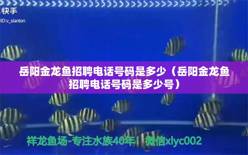 岳阳金龙鱼招聘电话号码是多少（岳阳金龙鱼招聘电话号码是多少号）