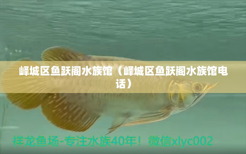 峄城区鱼跃阁水族馆（峄城区鱼跃阁水族馆电话） 全国水族馆企业名录