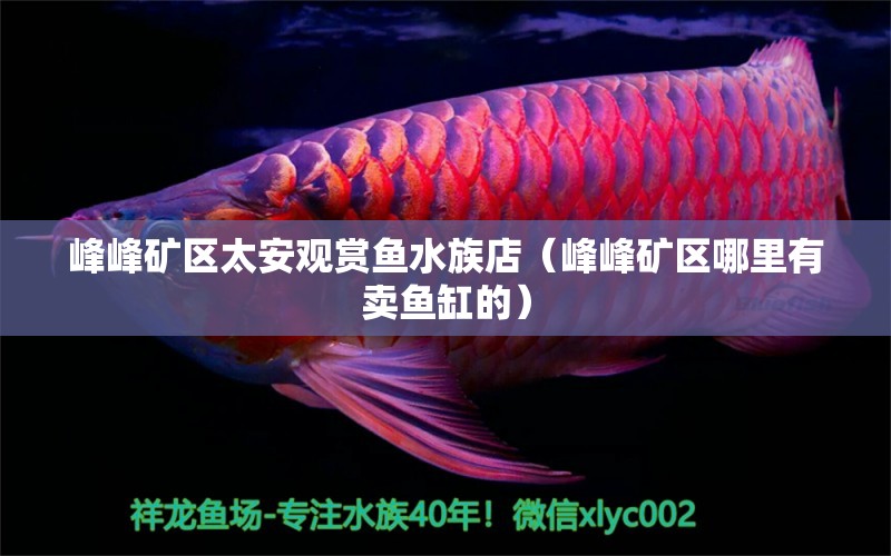 峰峰矿区太安观赏鱼水族店（峰峰矿区哪里有卖鱼缸的） 全国水族馆企业名录