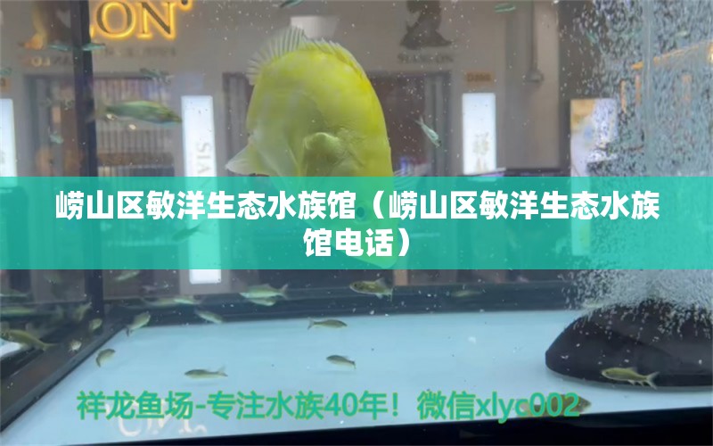 崂山区敏洋生态水族馆（崂山区敏洋生态水族馆电话）